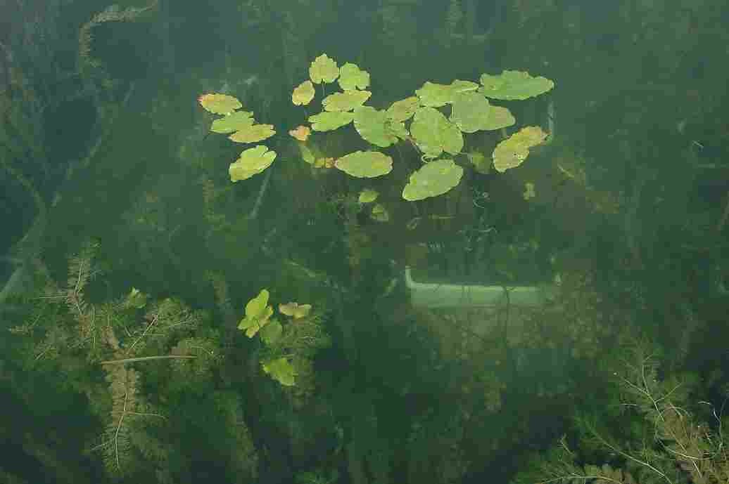 植保无人机集中连片统防统治作业